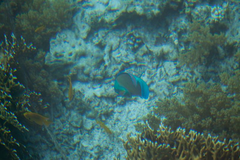 Dahab selectie 2010_01_20 15h50m.jpg - Glass Bottom Boat cruise